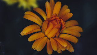 Yellow flower macro center shallow - a single flower in the center free wallpaper