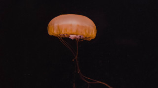 Jellyfish floating dark ocean night - jellyfish free wallpaper