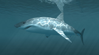 Shark ocean light shining photoreal - a shark swimming in the ocean free wallpaper