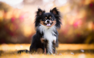 Small dog licking in grass - its tongue free wallpaper