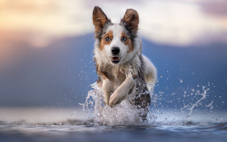 Dog water blurry sky aurora - a dog free wallpaper for desktop