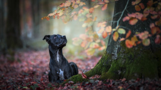 Dog leaves forest head closed - closed free wallpaper