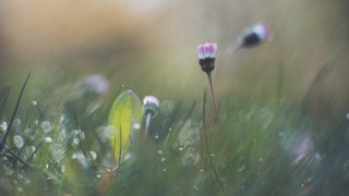 Flower dew closeup impressionism tiltshift - soft free wallpaper