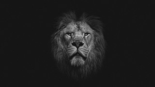 Black white lion face regal - regal free wallpaper