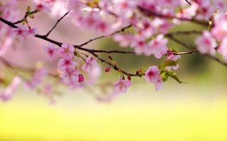 Pink flowers branch field blurry - chang daichien free wallpaper