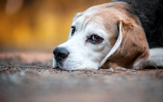 Dog sad laying neoplasticism animal - its head on free wallpaper