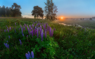 Purple flowers sunset foggy background - sunset free wallpaper