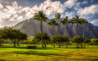Grassy palm mountains clouds sky - palm tree and mountains free wallpaper
