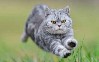 Cat running grass green background - wide free wallpaper