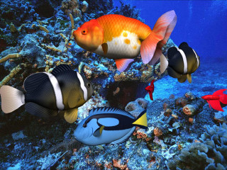 Fish swimming coral reef blue - coral free wallpaper
