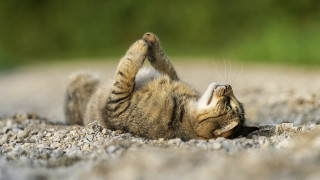 Cat rolling paws up desert - its paw free wallpaper