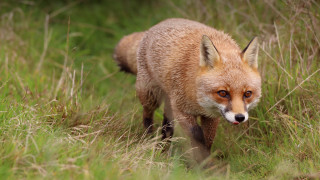 Fox grassy field bamboo tilt - a grassy field free wallpaper