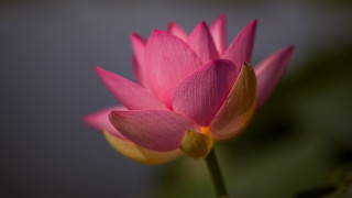 Pink flower yellow tips macro - a green leaf free wallpaper