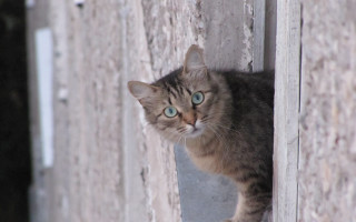 Cat blue eyes window brick - a brick wall behind free wallpaper