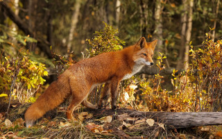 Fox forest autumn leaves blurry - the ground and trees free wallpaper