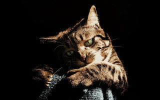 Cat portrait green eyes chiaroscuro - chiaroscuro free wallpaper