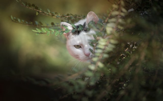 Cat peeking tree branch leaves - behind a tree branch free wallpaper