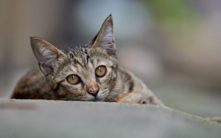 Sad cat laying blurry background - something free wallpaper