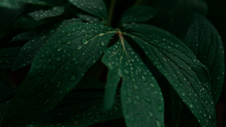 Green leaf water droplets red 2 - water droplet free wallpaper