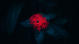 Red flower green leaves night - vivid color free wallpaper