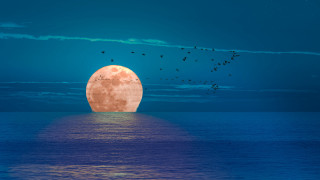 Full moon ocean birds blue - a few bird free wallpaper