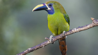 Green bird branch blurry background - a branch of a tree branch free wallpaper