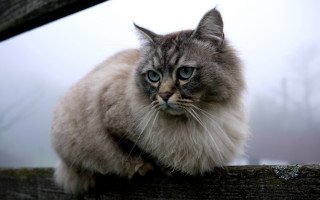 Blue eyed cat fence post - a wooden fence post free wallpaper