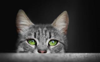 Black cat green eyes table 2 - a table top free wallpaper