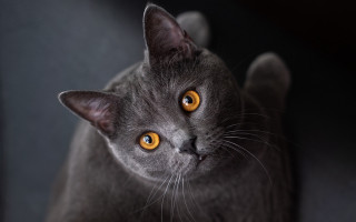 Gray yellow eyes cat black - symmetrical eye free wallpaper