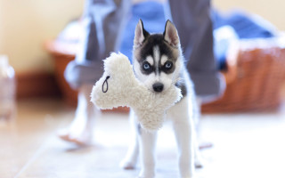 Husky stuffed animal blurry background - aloysius okelly free wallpaper