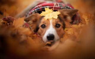 Shiba inu autumn leaves blurry - autumn free wallpaper