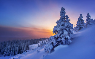Snowy mountain trees sunset winter - dawn free wallpaper