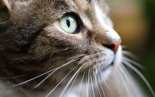Cat closeup macro shallowdepth realistic 2 - the background free wallpaper