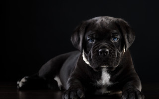 Black dog wooden floor white - a black dog free wallpaper