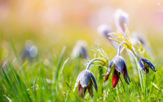 Flowers grass sunny nature macro - the grass together free wallpaper