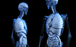 Human skeleton brain neoplasticism anatomical - anatomical free wallpaper