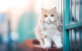 White cat sitting window sill - a window sill free wallpaper