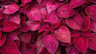 Red leaves water droplets macro - a close up of a bunch free wallpaper