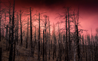Red sky burned forest dead - chris friel free wallpaper
