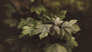 Green leafy plant foliage nature - lot of leaves free wallpaper