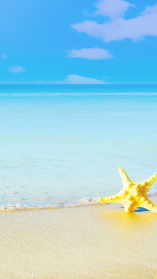 Starfish beach blue sky water - the beach free wallpaper
