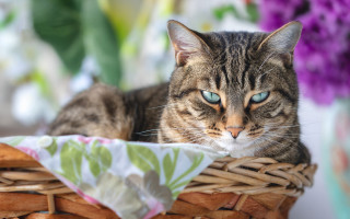 Cat basket flowers blurry focus - the floor next free wallpaper