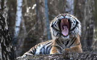 Tiger yawning woods mouthexpanded wildlife - mouth wide open free wallpaper