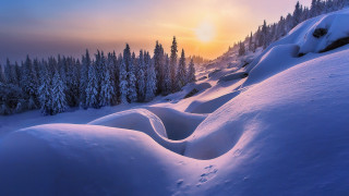 Snowy landscape trees sunset horizon - tree and a sunset in the background free wallpaper