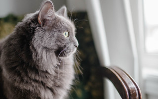 Cat chair dog wolf blurry - carlos catasse free wallpaper for desktop