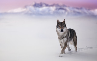 Wolf snow mountains winter pink - caspar wolf free wallpaper
