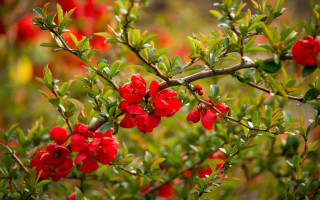 Red flower bush green leaves - an zhengwen free wallpaper