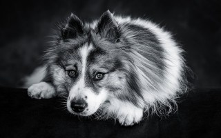 Dog black background white border - the dog free wallpaper