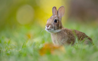 Rabbit grass blue eyes focus - beatrix potter free wallpaper