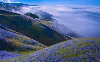Flower hillside tree clouds landscape - a tree in the distance free wallpaper